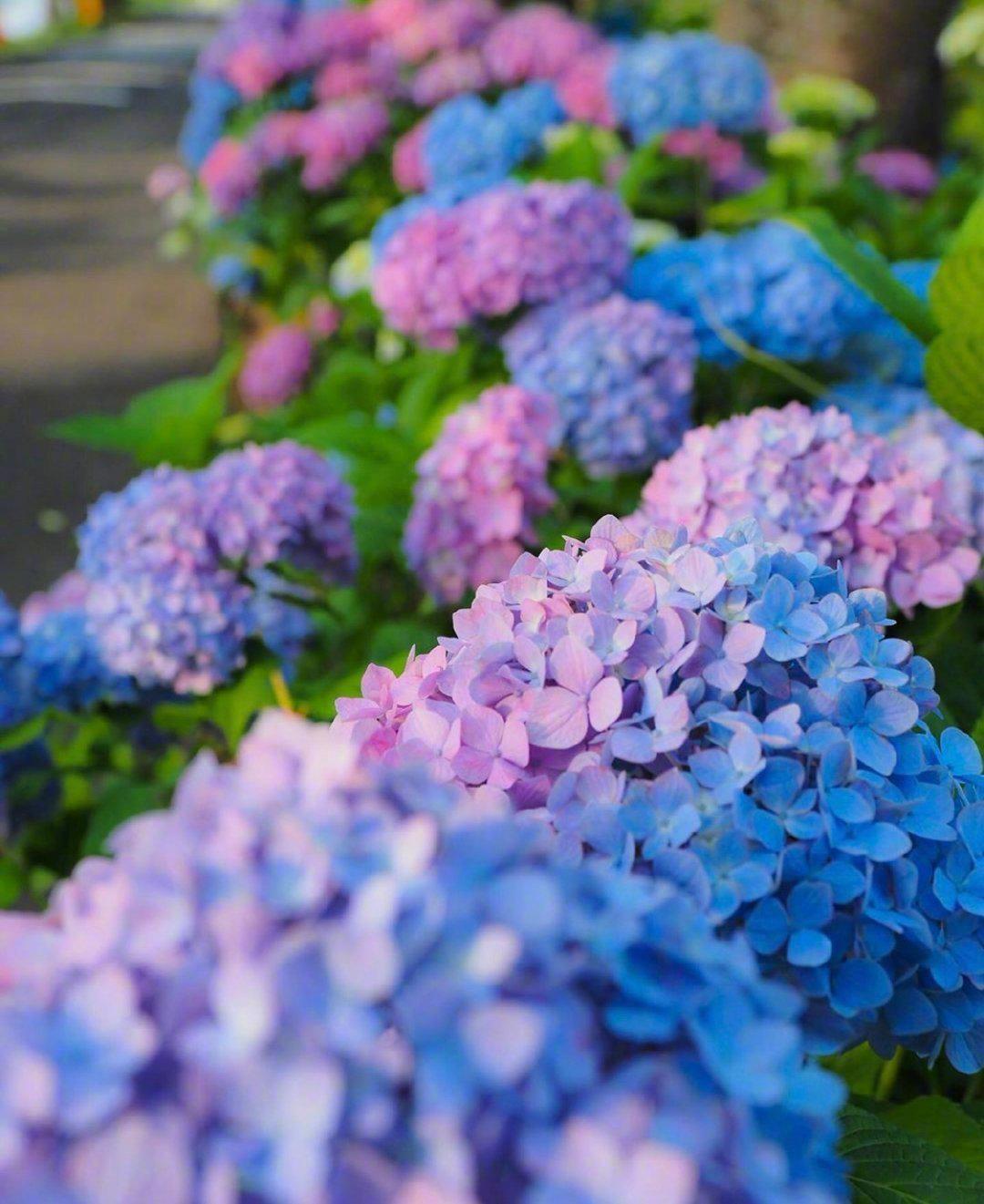 日本御裳神社的绣球花转发获得好运