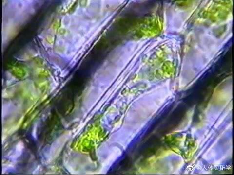 显微镜下的植物细胞质壁分离 真质壁分离