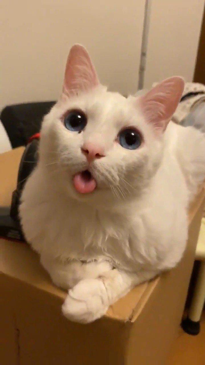 美国出现罕见"双面猫":一张嘴进食 另一个喵喵叫