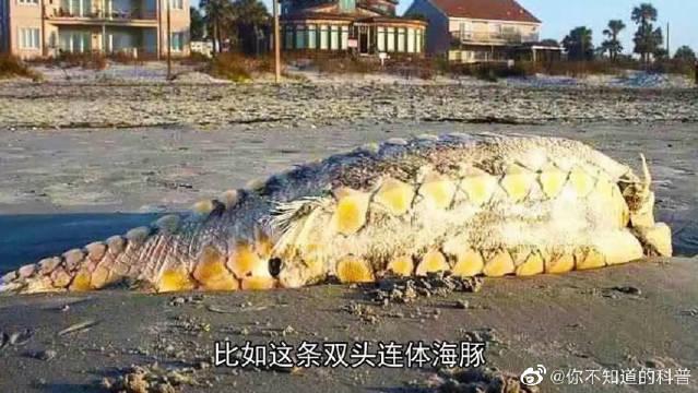 4个在海滩发现的奇怪生物,双头海豚只有一个身体,海洋畸形儿?