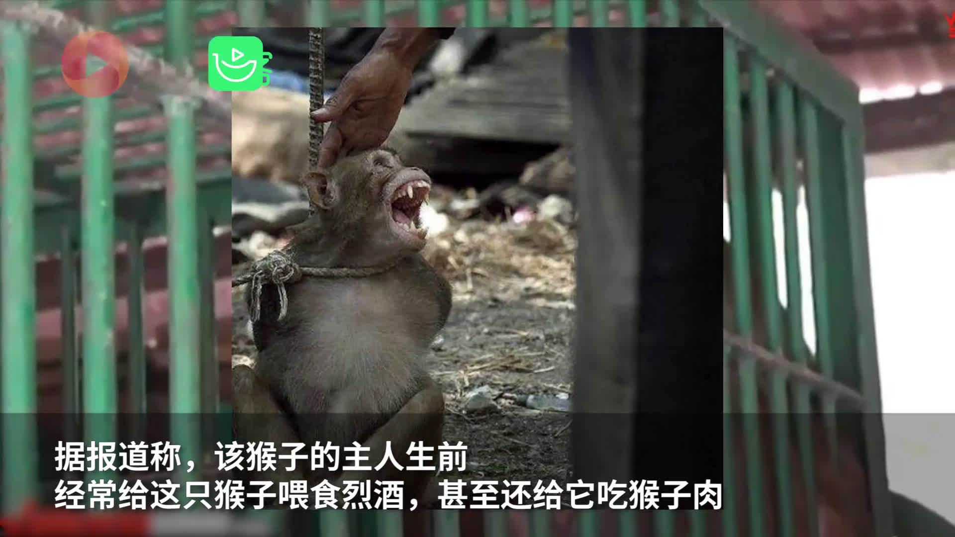 印度一猴子酗酒伤人 曾造成249人受伤1人死亡被动物园判处终身