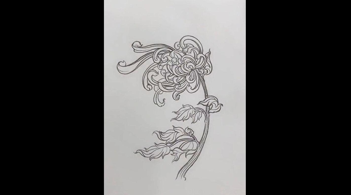 麻叶绣线菊手绘图片