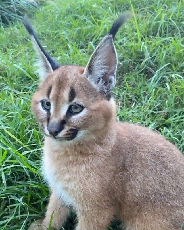 狞猫宝宝的耳朵真的好灵活! ……吸一大口!