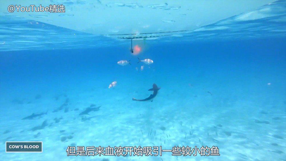 硬核实验:鲨鱼会被鲜血吸引吗?|NASA|巴哈马_新浪新闻