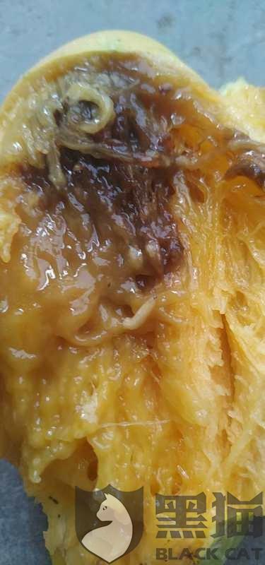 黑猫投诉收到商品生蛆腐烂淘宝客服判定无法确定商品有质量问题是眼瞎