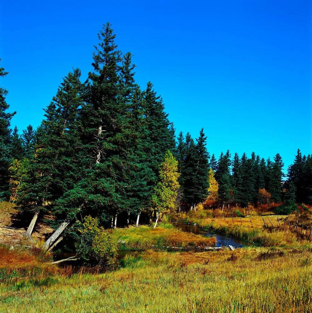 爱上内蒙古|天然大氧吧:白音敖包沙地云杉林