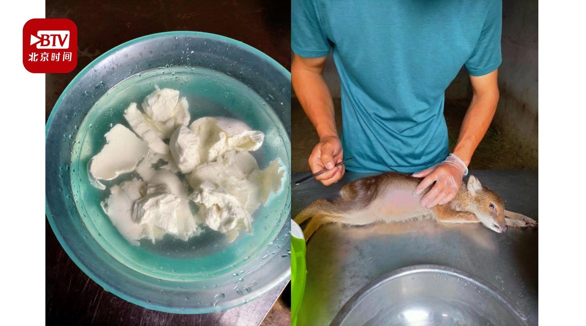 网曝国家二级保护动物獐遭商家活体取奶 过程残忍程度超过"活熊取胆"