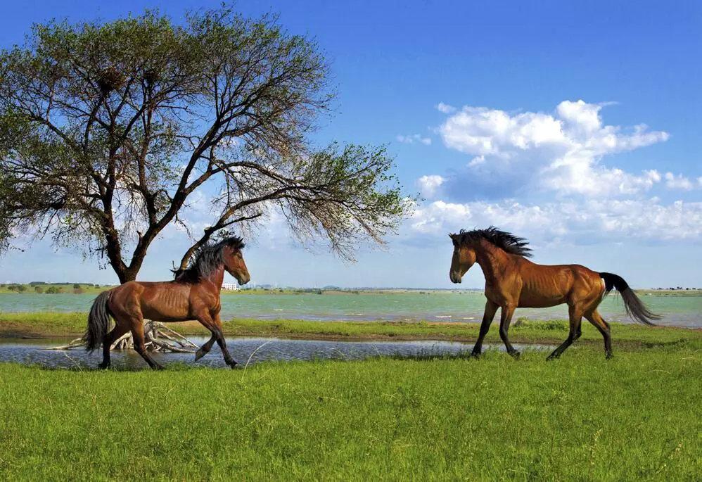 爱上内蒙古|内蒙古草原上的高贵生灵——蒙古马_新浪内蒙古_新浪网