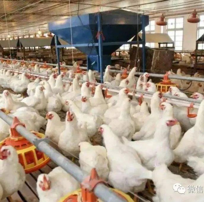 凤祥股份港交所上市：市值47亿 主要靠生产白羽肉鸡制品