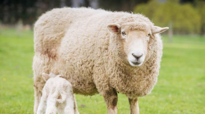 海关总署禁止从葡萄牙输入羊及相关产品防止羊瘙痒病传入