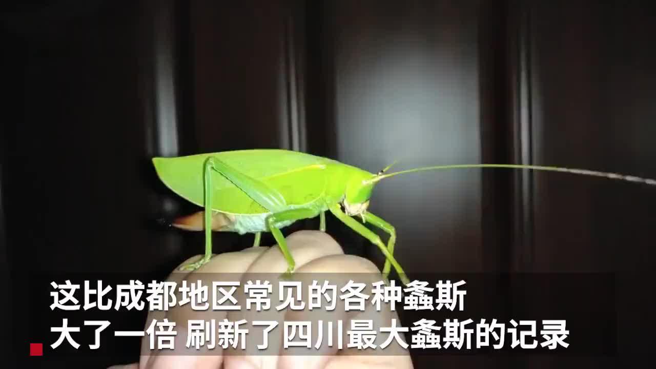 青城山发现8cm超大蝈蝈 专家:系四川最大蝈蝈