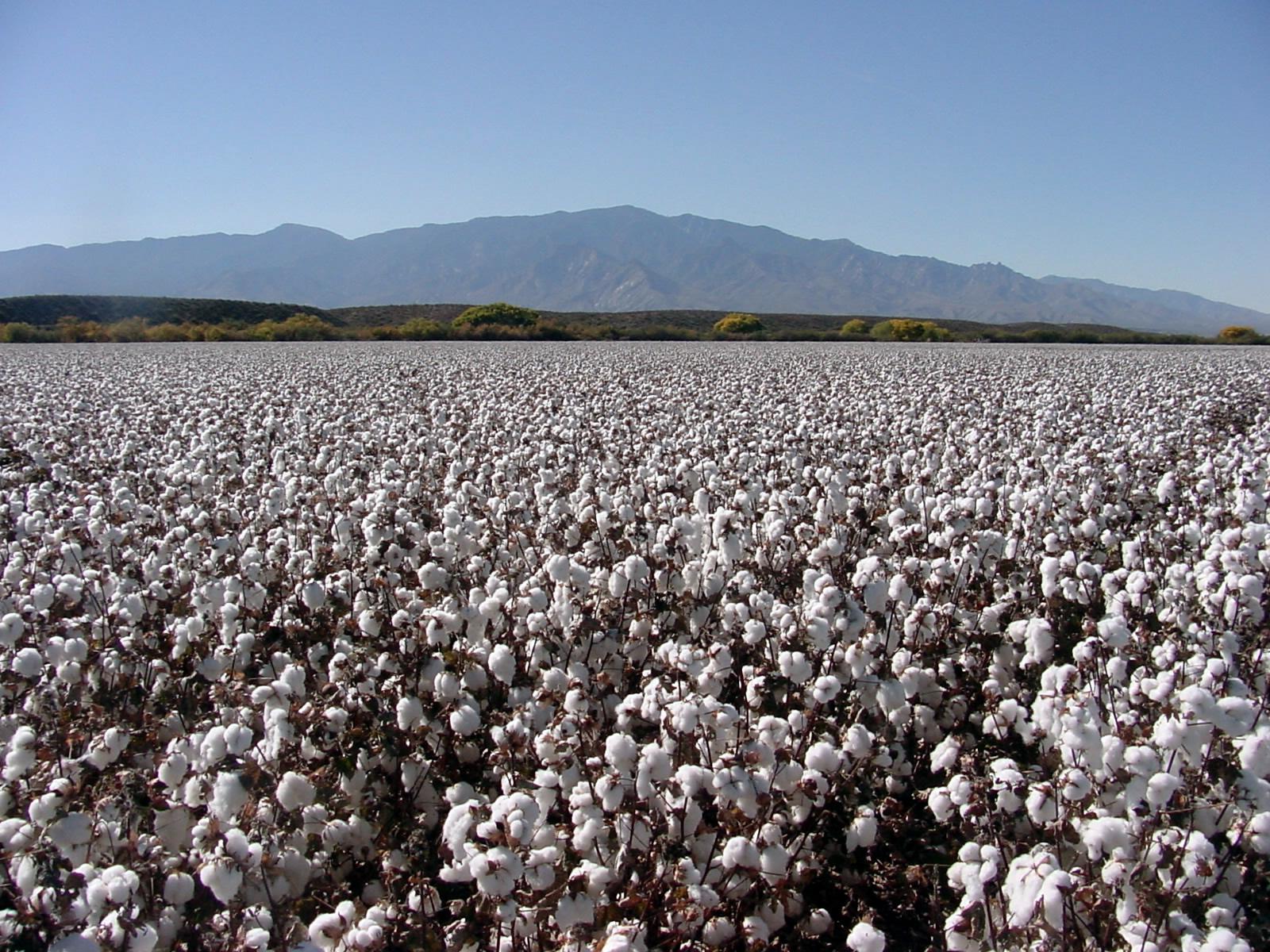 “两金”领衔乌兹别克斯坦出口商品 中国仍为第一大贸易伙伴