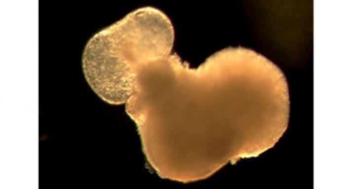 日本利用小鼠胚胎干细胞制成迷你心脏：尺寸约1毫米可动