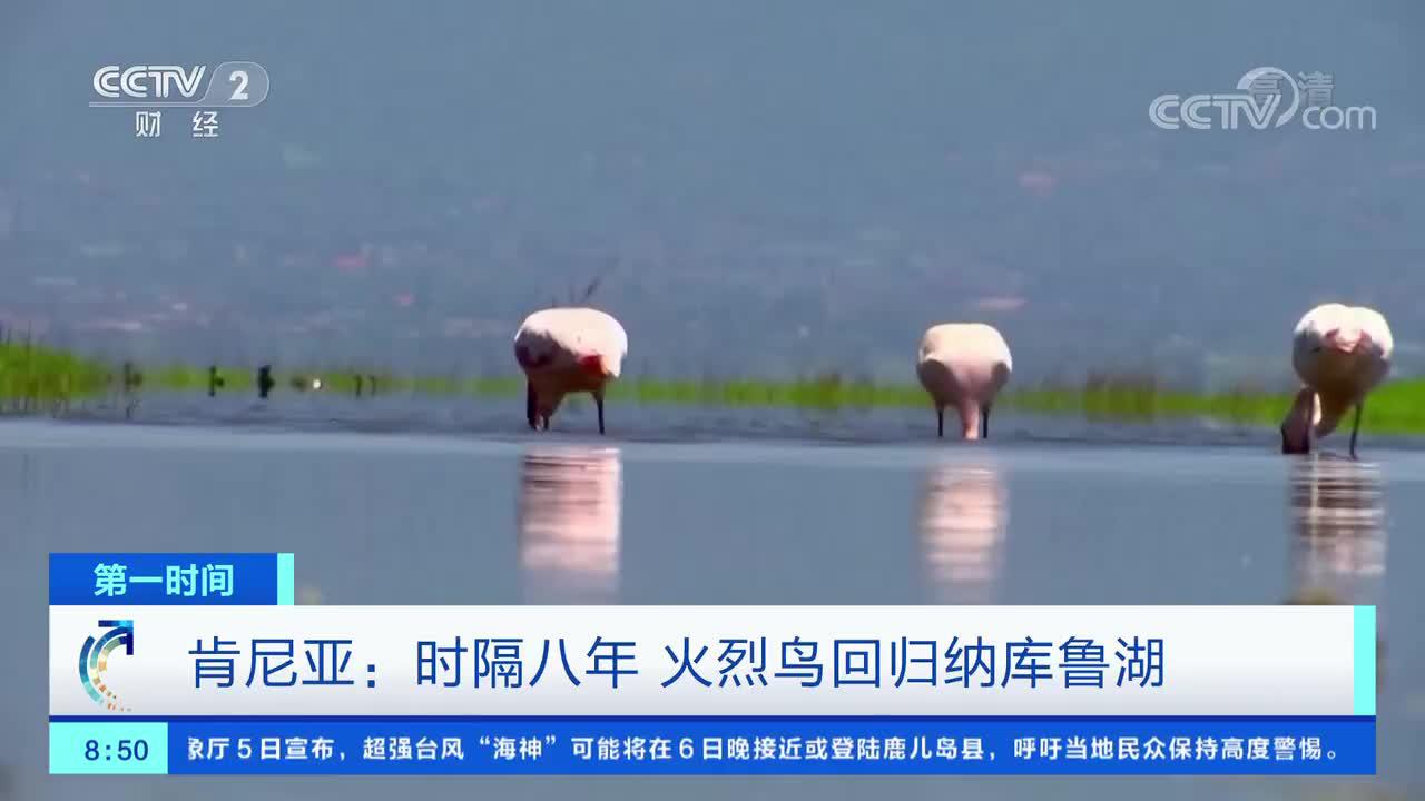 火烈鸟可不是一种鸟它们有很多种类 火烈鸟 秘鲁 南美 新浪科技 新浪网