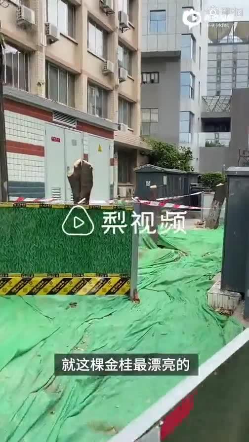 成都桂花树被砍 施工单位成都建工集团被罚款50万元