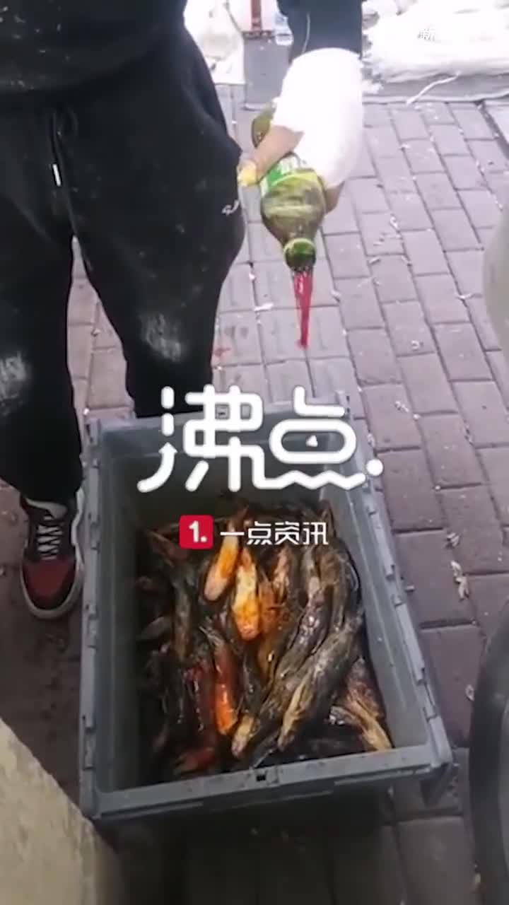 视频|网曝哈尔滨商贩给鱼泼不明液体当野生鱼卖