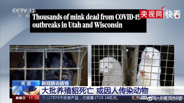 美国万余只养殖貂感染新冠病毒死亡 或因人传染动物