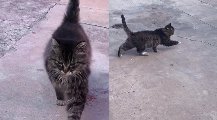 猫咪走路顺拐成网红 网友:想看它跑起来的样子_手机新浪网