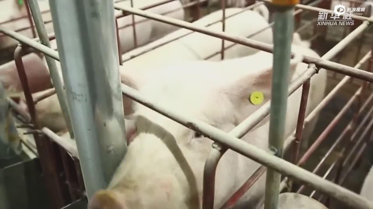 猪肉价格连降9周 预计元旦、春节肉价低于上年同期