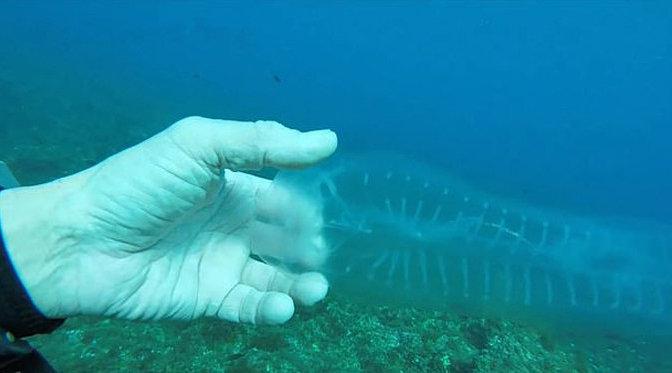 潜水员在马耳他海域发现"幽灵鱼":全身透明的海洋生物