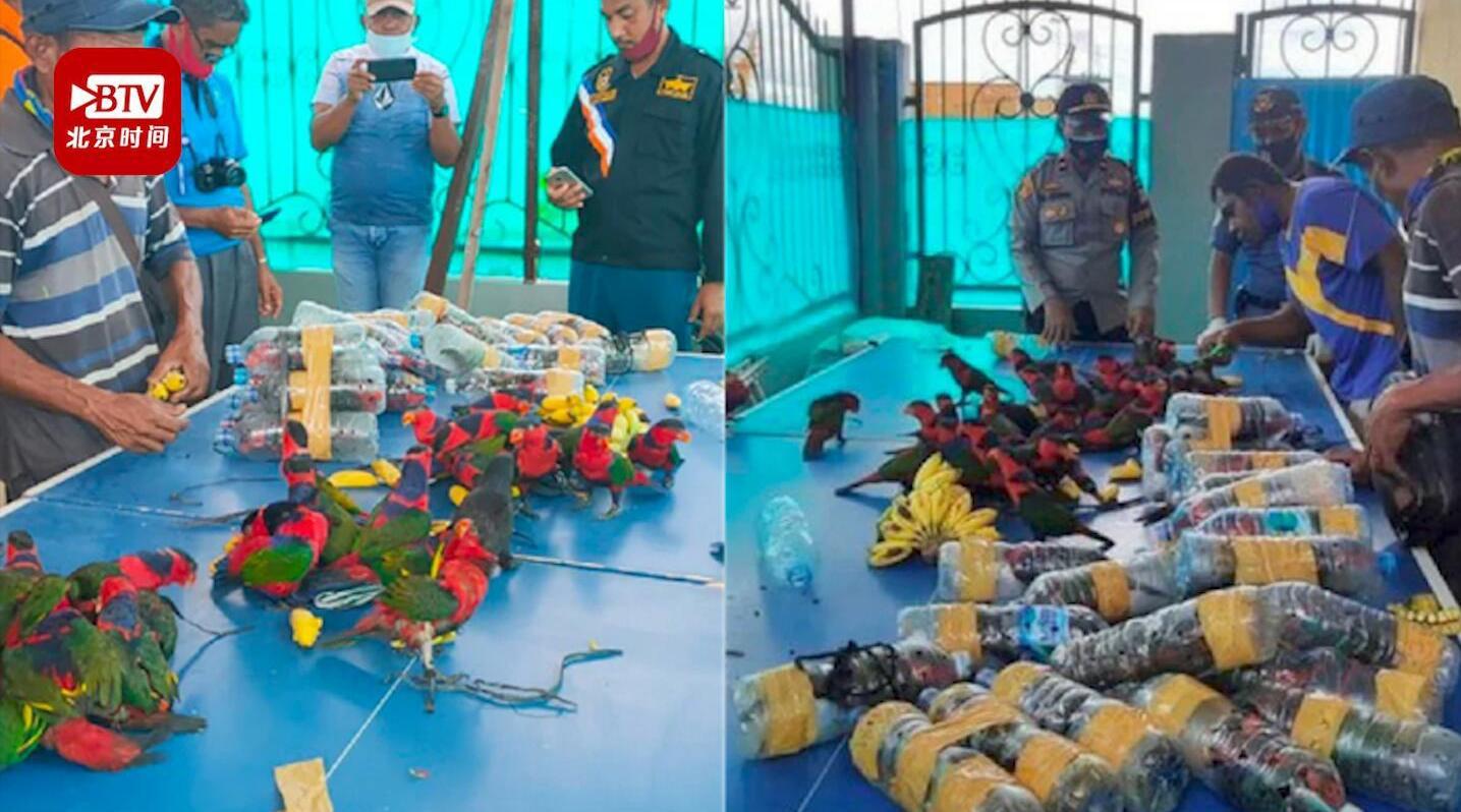 印尼74只珍稀鹦鹉被塞进塑料瓶走私