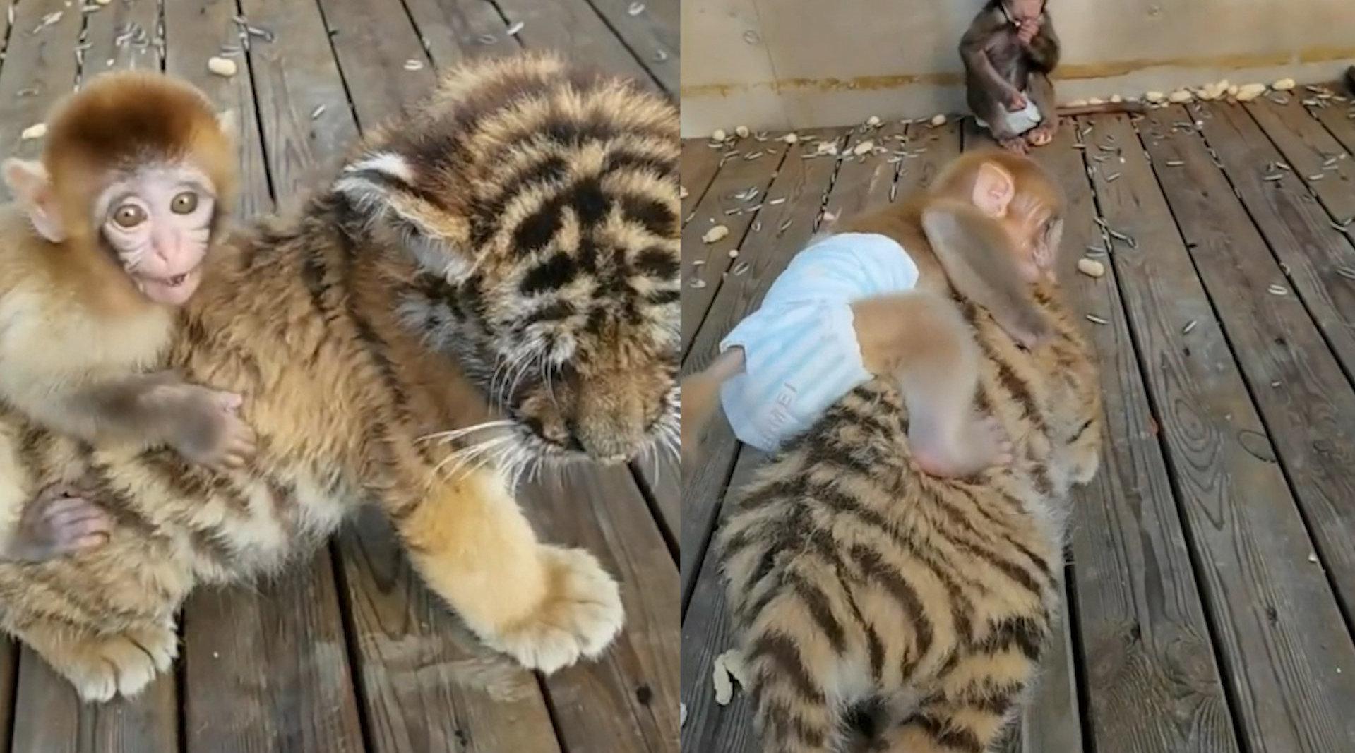 小猴骑在老虎背上玩耍_手机新浪网