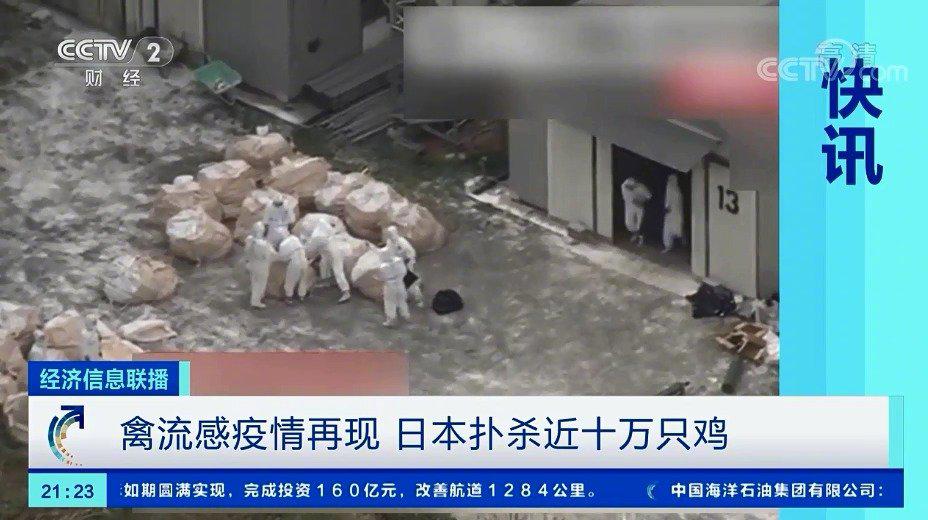 禽流感疫情再现 日本扑杀近十万只鸡