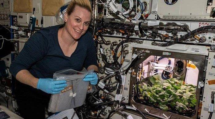 NASA收获史上首批太空萝卜：27天发育成熟