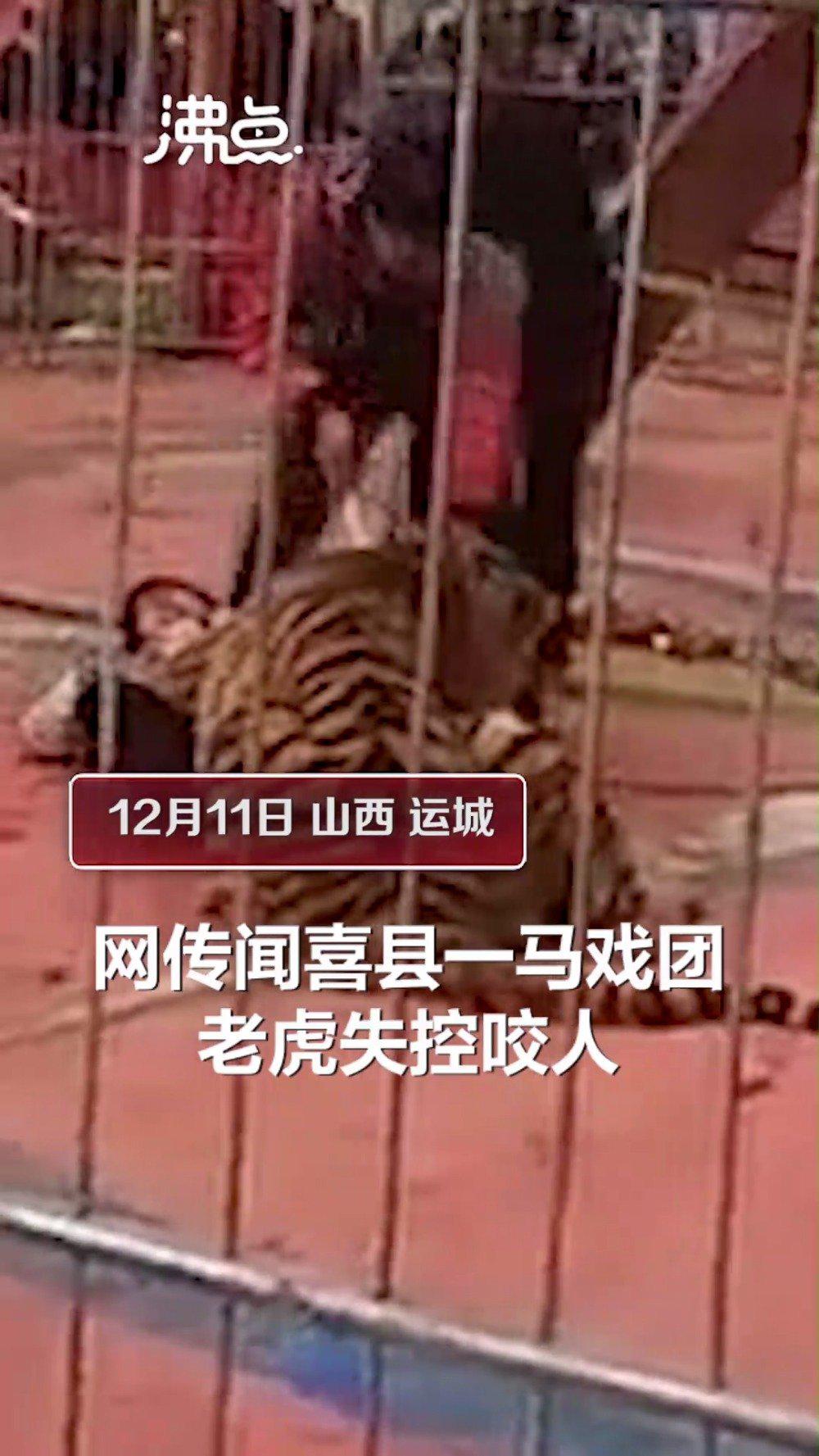 山西运城马戏团老虎失控咬人 警方：老虎没牙 人轻微伤