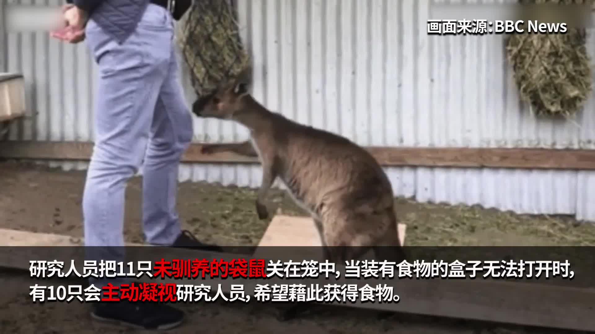 研究发现袋鼠可与人类“交流”，眼神求助类似被驯养动物