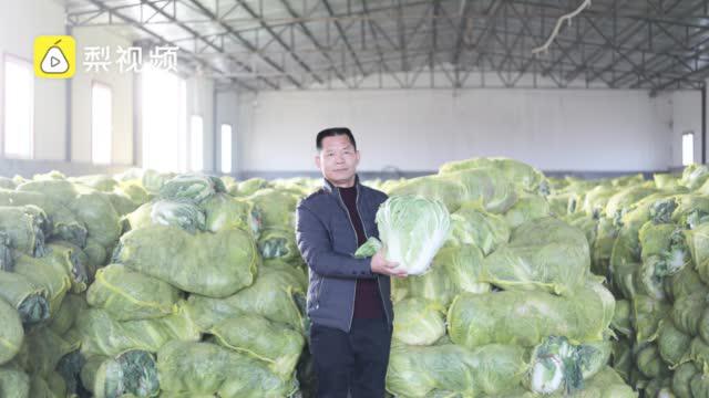 韩国进口泡菜8成来自山东小镇平度 菜农们曾“订单接到手软”