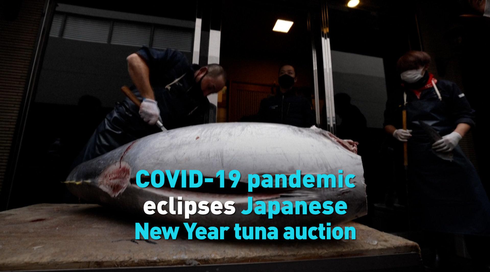 日本新年金枪鱼拍卖，价格跌至去年十分之一