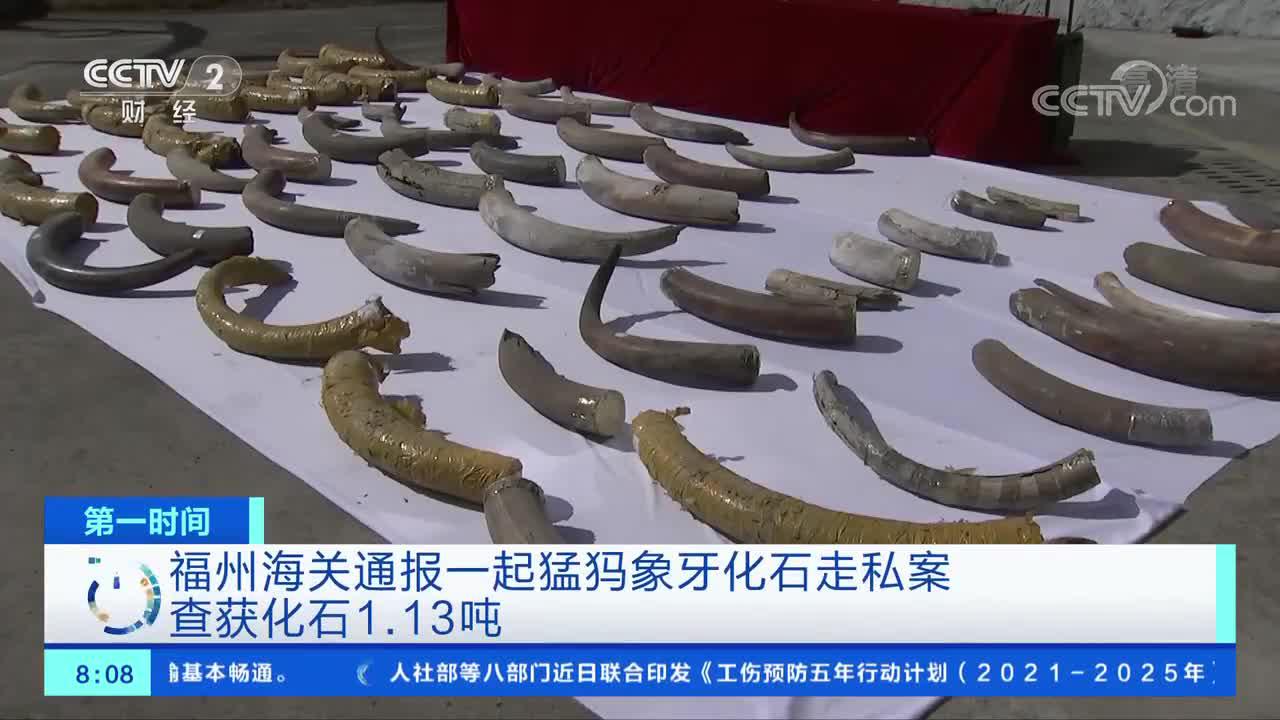 [第一时间]福州海关通报一起猛犸象牙化石走私案 查获化石1.13吨