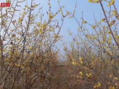 拍客丨暗香浮动处 赏梅正当时