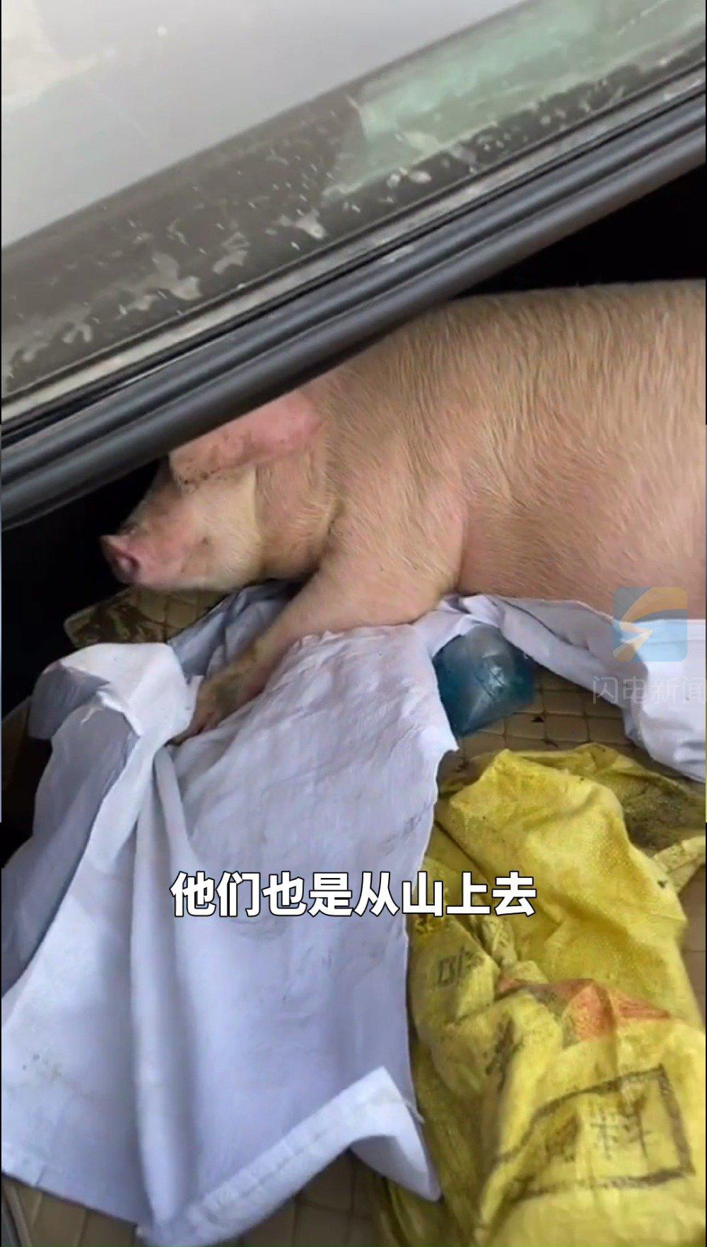 一头猪在车上的照片图片