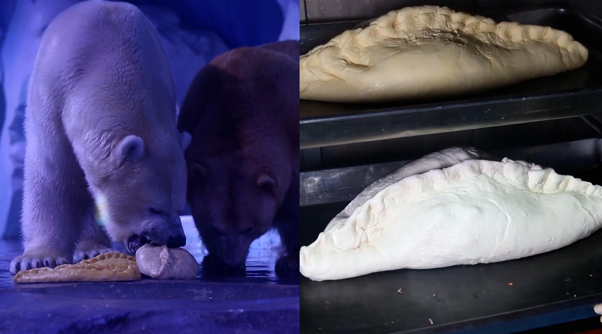 上海北极熊过年吃到4斤特大饺子 每顿吃2到3个_手机新浪网