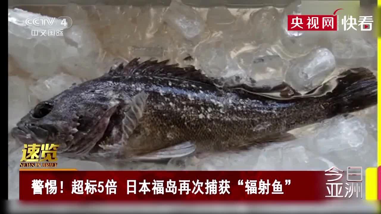 超标5倍 日本福岛再次捕获"辐射鱼"
