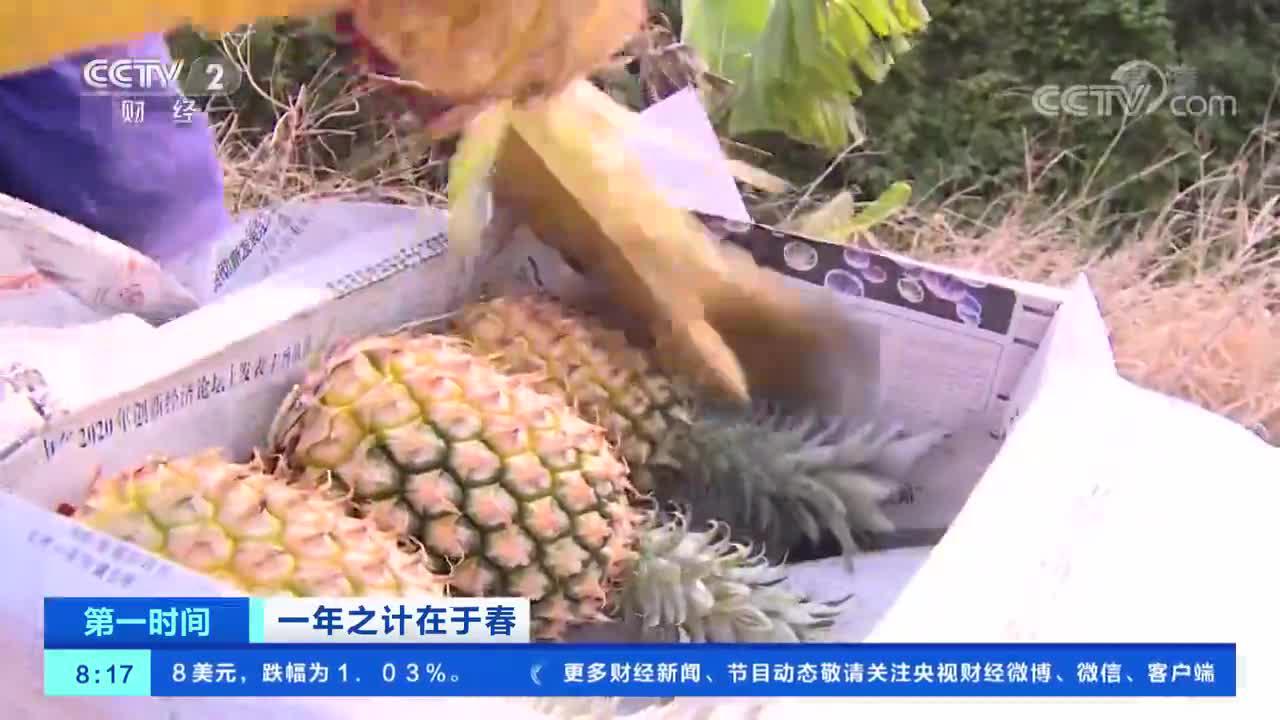 采购商涌入 菠萝的海 春节期间菠萝价涨近3倍创历史新高 手机新浪网 采购商涌入 菠萝的海 春节期间菠萝价涨近3倍创历史新高 手机新浪网