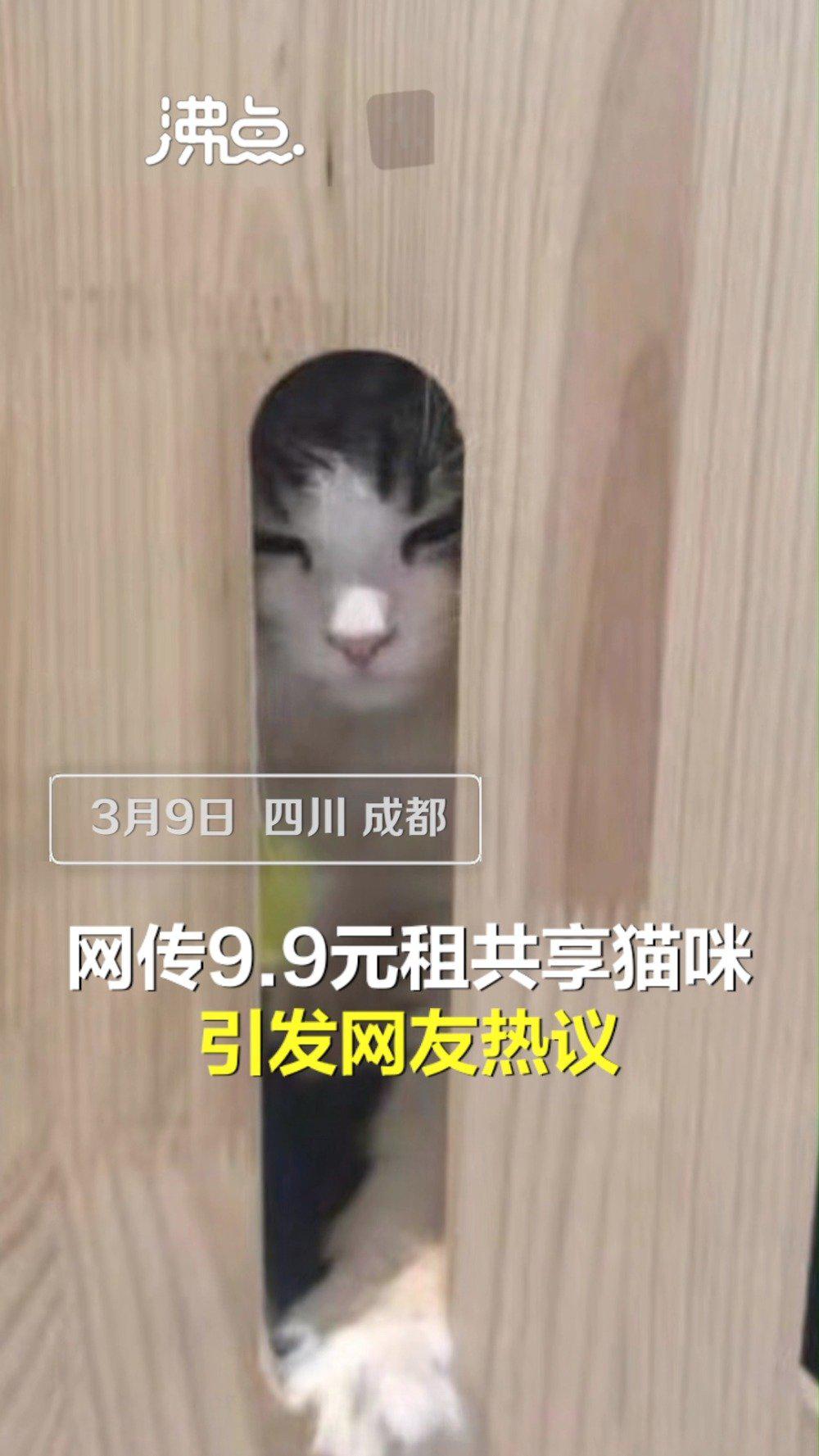 视频|探访成都9.9元共享猫咪店：已关门歇业 广告已被撕下