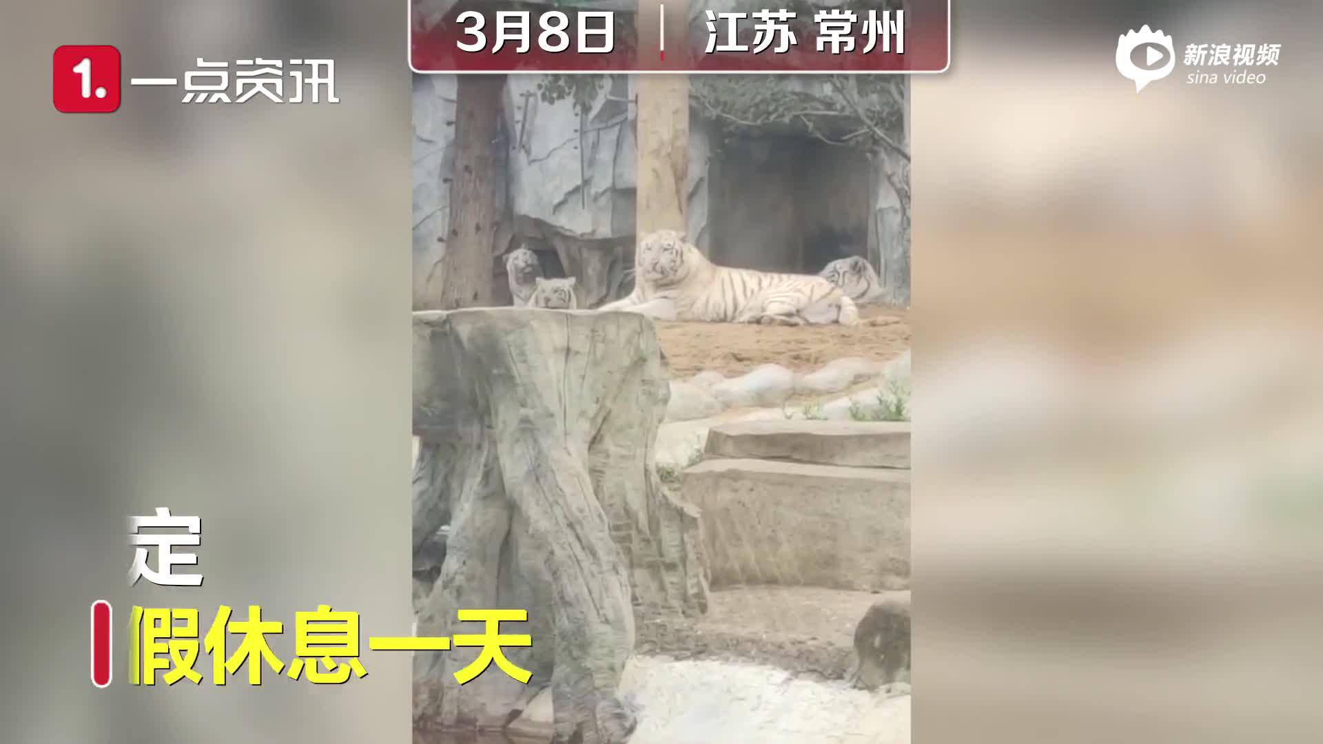 江苏淹城野生动物园妇女节给母老虎放假一天 网友质疑其侮辱女性