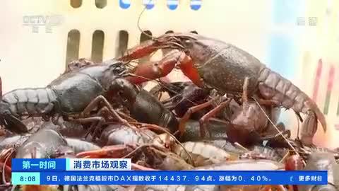 湖北小龙虾抢鲜上市 一斤小龙虾100元