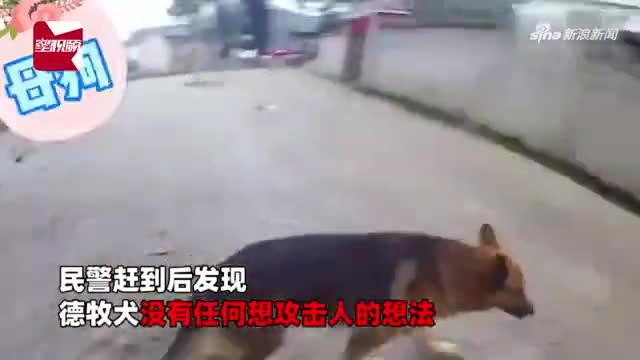 大型恶犬突闯民宅引恐慌 民警使 美人计 牵走 网友 成功入编 手机新浪网 大型恶犬突闯民宅引恐慌 民警使 美人计 牵走 网友 成功入编 手机新浪网
