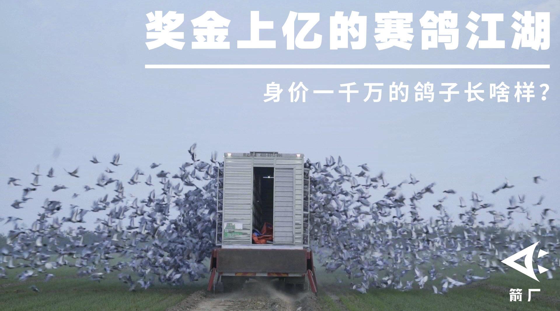 奖金上亿的赛鸽江湖:身价1000万的鸽子长啥样?_手机新浪网