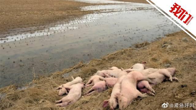 官方回应内蒙古黄河大堤现死猪：已进行无害化处理，区域水体正取样检测