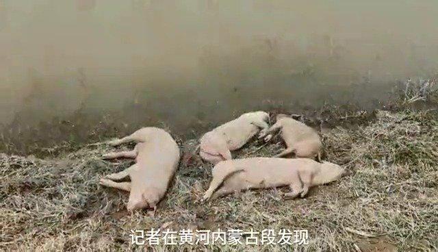 半月谈再访发现死猪黄河国堤: