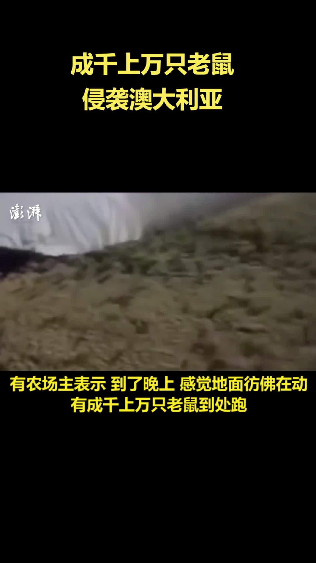 成千上万只老鼠侵袭澳大利亚密密麻麻爬满地彷佛地面在动