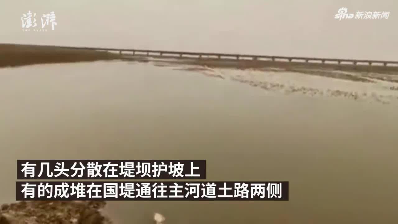 黄河国堤内丢弃死猪事件追踪：已确定嫌疑人2名 启动追责问责程序