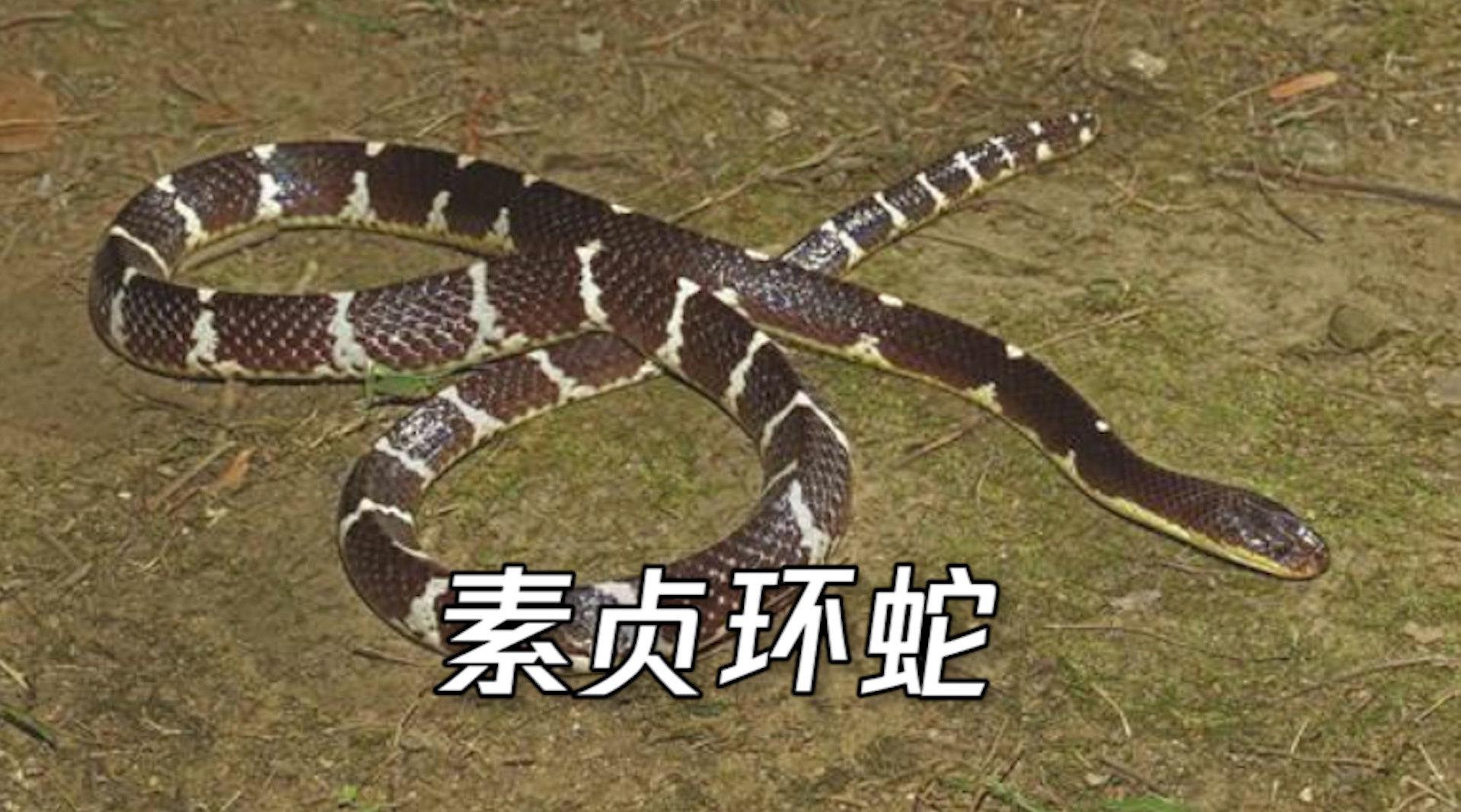 以"白素贞"命名!云南盈江发现剧毒蛇新种"素贞环蛇"