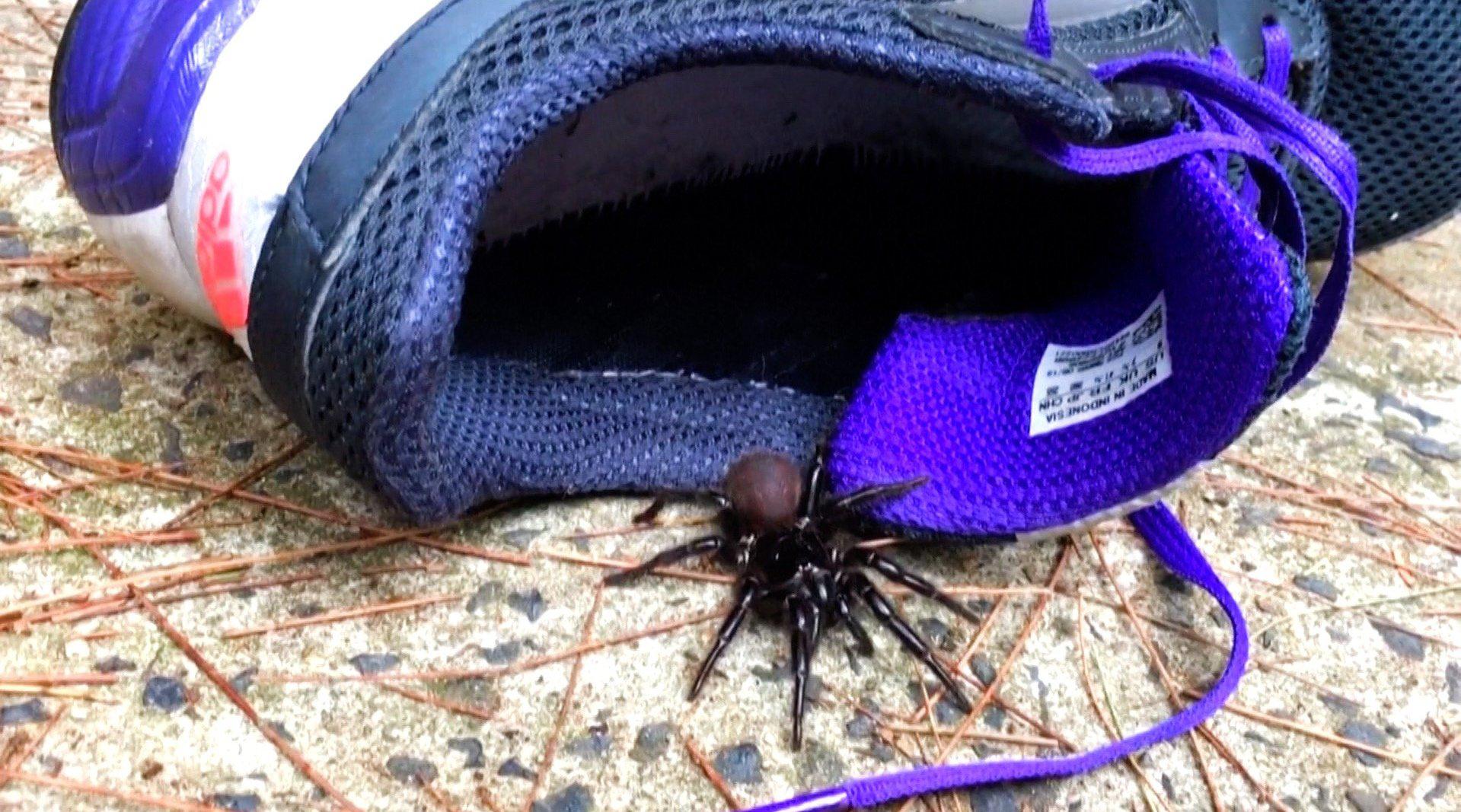 澳大利亚洪灾过后"蜘蛛满墙" 相关部门:鼓励民众抓最毒的那种_手机