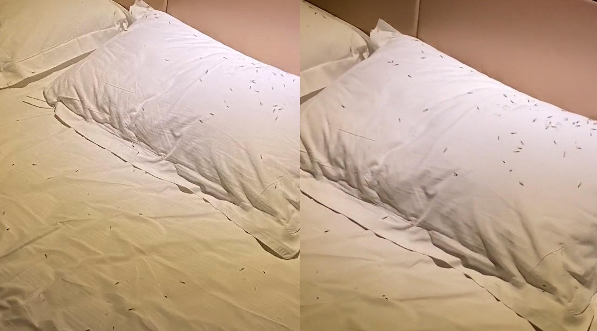 上海一酒店客房床上虫子成群,酒店:从窗外飞进来的,已道歉